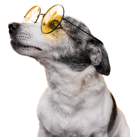 imag of a dog wearing glasses